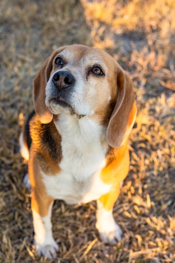 A Beagle Dog Sitting Up And Begging For A Treat Stock Photo Image of trained, trick 187392606
