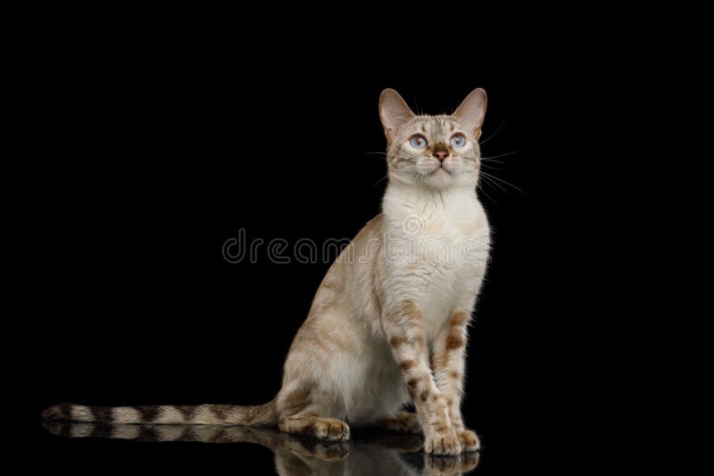 Adorable Bengal Cat on Isolated Black Background