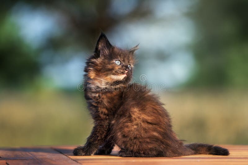 Adorable Black Maine Coon Kitten Outdoors Stock Photo Image of kitty