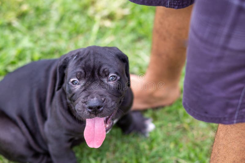 Adorable black pitbull, less than 1-month-old, on the lawn of the dog farm. Fat puppy learning to walk needs love and care Dogs