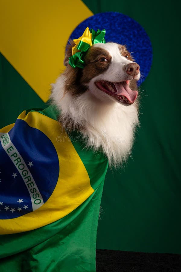 Dog Brasil Royalty-Free Images, Stock Photos & Pictures