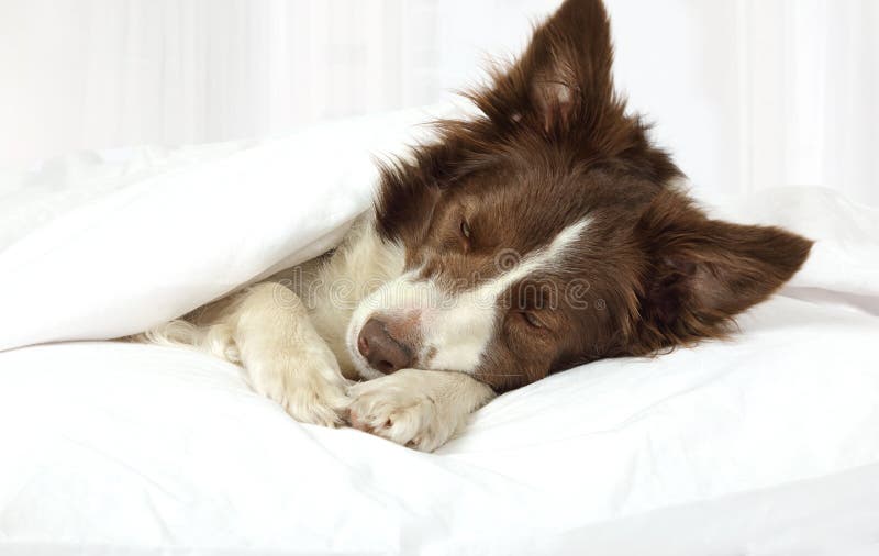 Adorable Border Collie dog lying on a bed under blanket royalty free stock image Adorable Border Collie dog lying on a bed under blanket royalty free stock image
