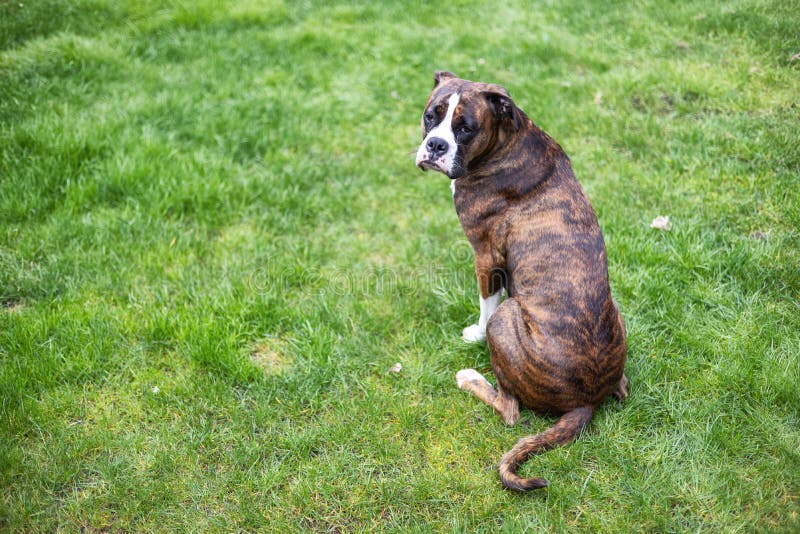 Boxer Dog Sitting on Grass Outside. Stock Photo Image of boxer