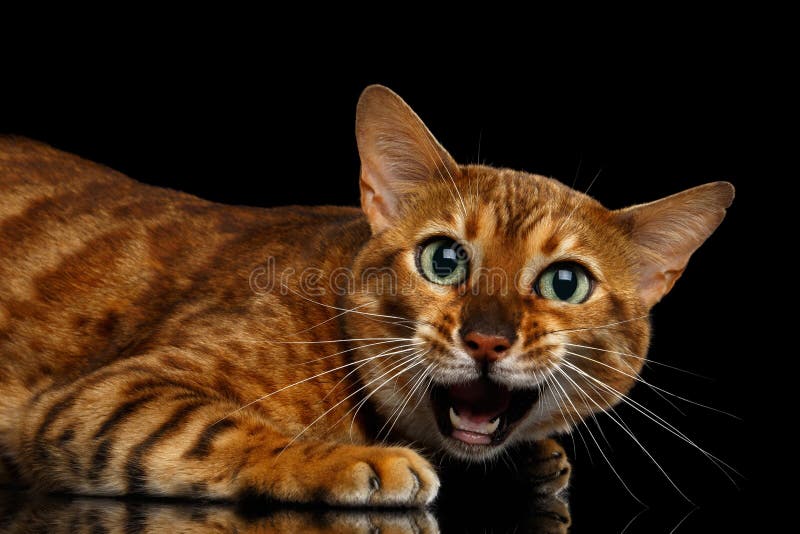 Portrait of Angry Bengal Cat Meowing on isolated Black Background