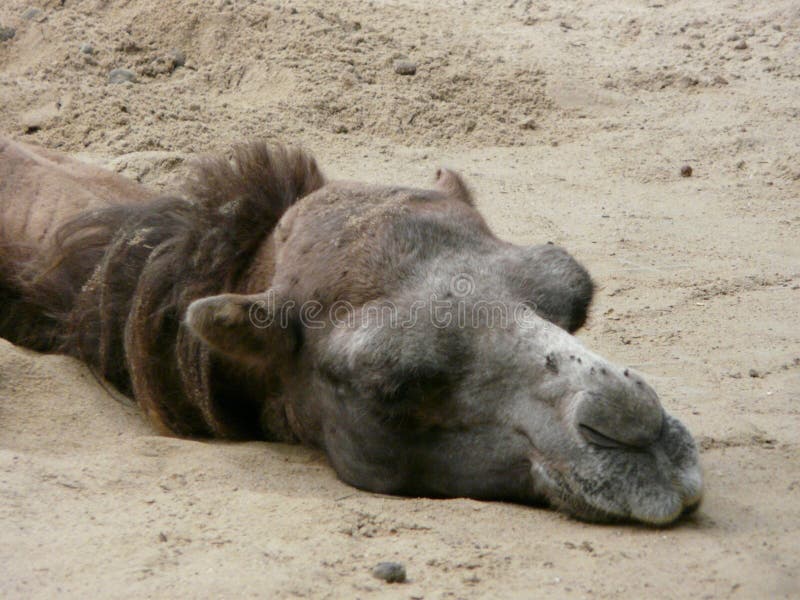 Sleeping camel stock image. Image of range, dune, horizontal - 4618279