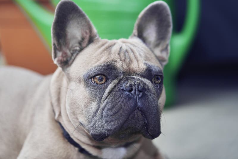 Adorable French Bulldog Face Stock Photo - Image of french, friend ...