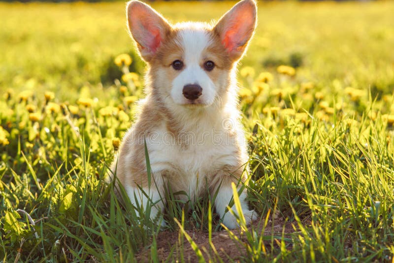 Adorable Pembroke Welsh Corgi baby sitting on green lawn around yellow dandelions. Reddish white puppy with huge lovely ears chilling on ground on warm and shiny day. Adorable Pembroke Welsh Corgi baby sitting on green lawn around yellow dandelions. Reddish white puppy with huge lovely ears chilling on ground on warm and shiny day.