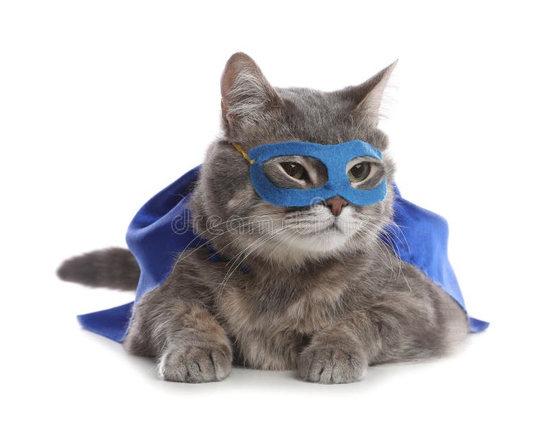 Adorable Cat in Blue Superhero Cape and Mask on White Background Stock Photo Image of mask