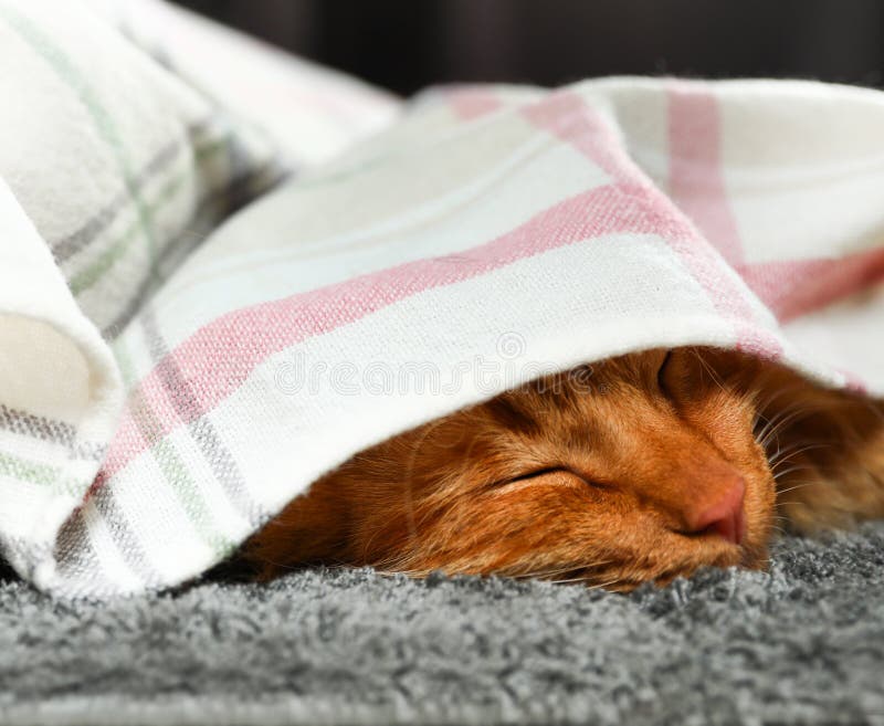 Adorable cat and dog sleeping under plaid on floor stock image Adorable cat and dog sleeping under plaid on floor stock image