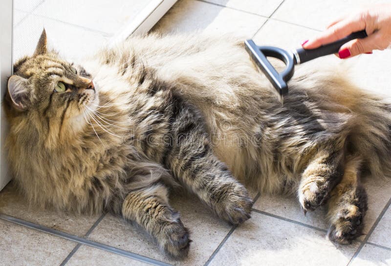 Adorable Cat Looking the Master in Brushing Time, Siberian Purebred Male  Gender Stock Photo - Image of grey, cute: 103198364