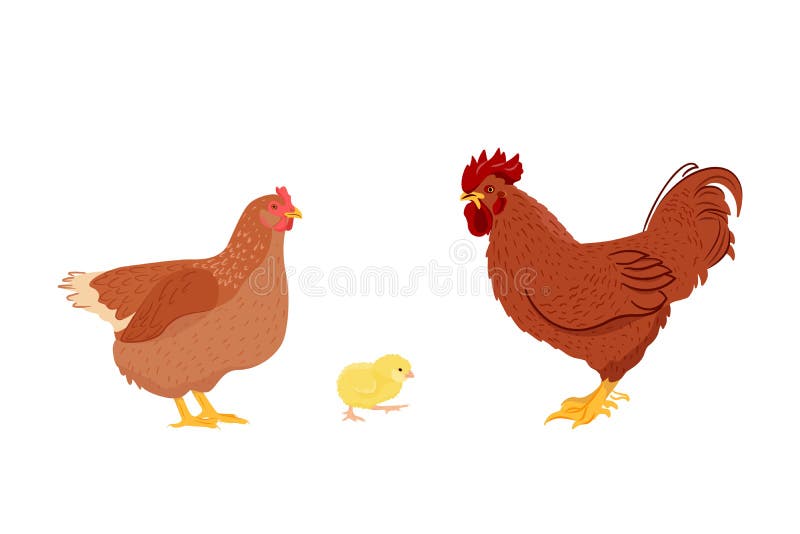 Adorable Chicken Family - Chicken, Rooster and Chick Isolated on White  Background. Poultry Farming Stock Vector - Illustration of brown, farming:  229270865