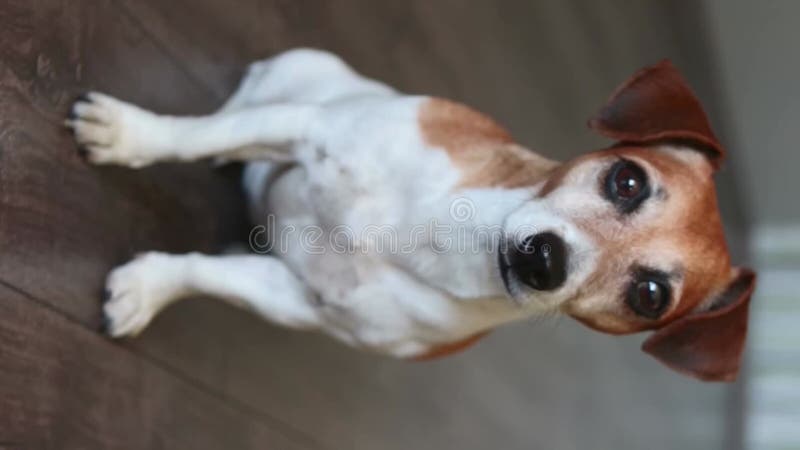 Adorable chien jack russell terrier regardant la caméra clips vidéos