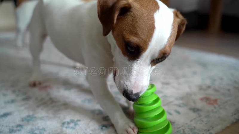 Adorable chien jouant avec un jouet vert. jouet activement avec colère. banque de vidéos