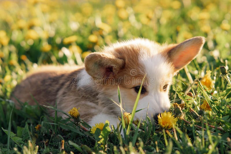 Loveable Pembroke Welsh Corgi puppy laying on verdant grass and sniffing yellow dandelion. Small red and white haired cub resting on fresh air and enjoy summer nature. Loveable Pembroke Welsh Corgi puppy laying on verdant grass and sniffing yellow dandelion. Small red and white haired cub resting on fresh air and enjoy summer nature.