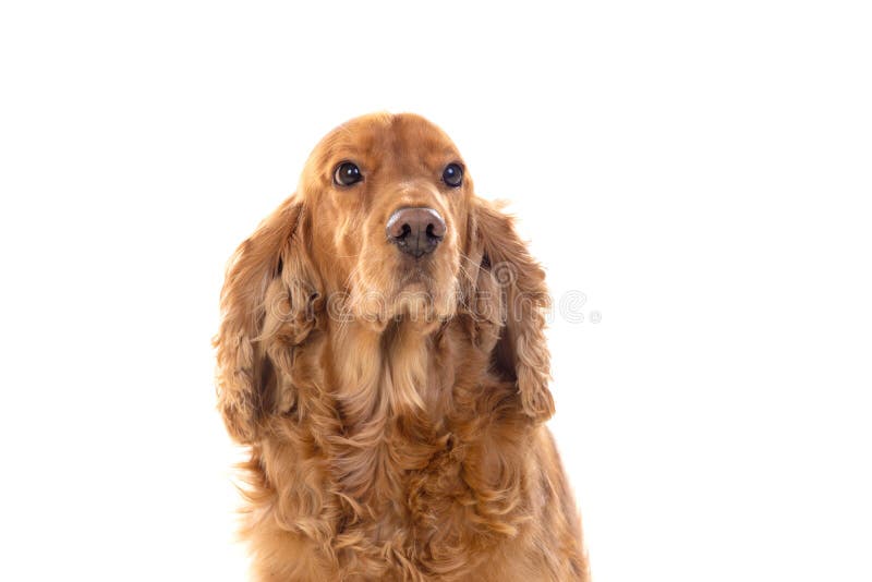 Adorable Cocker Spaniel stock photos
