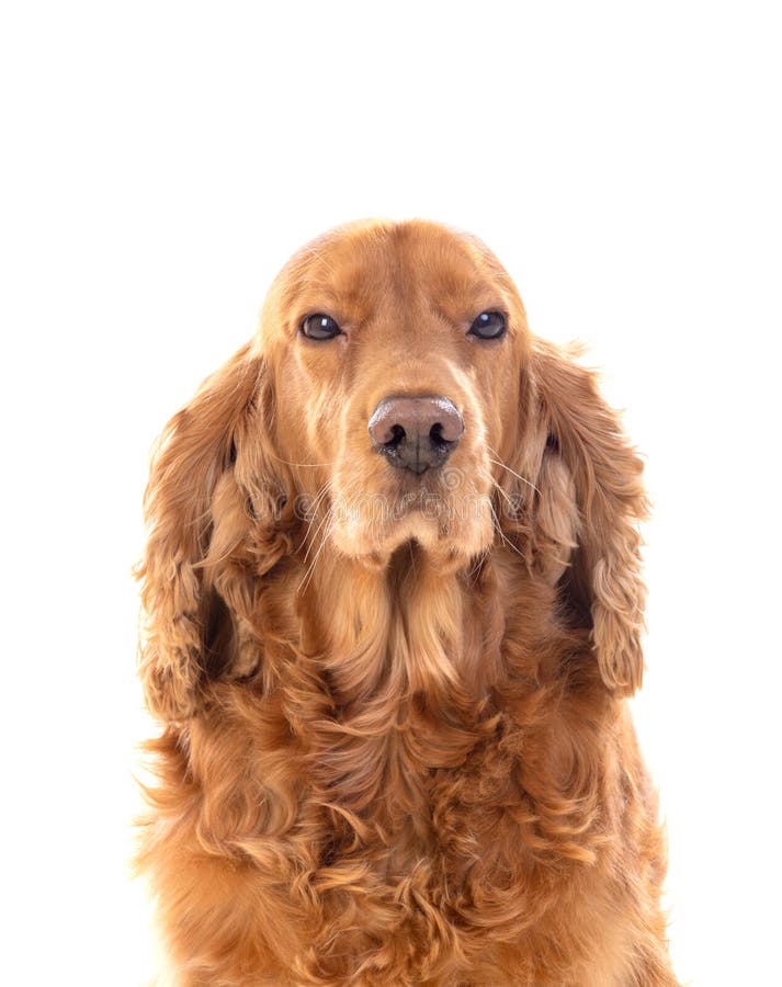 Adorable Cocker Spaniel stock images