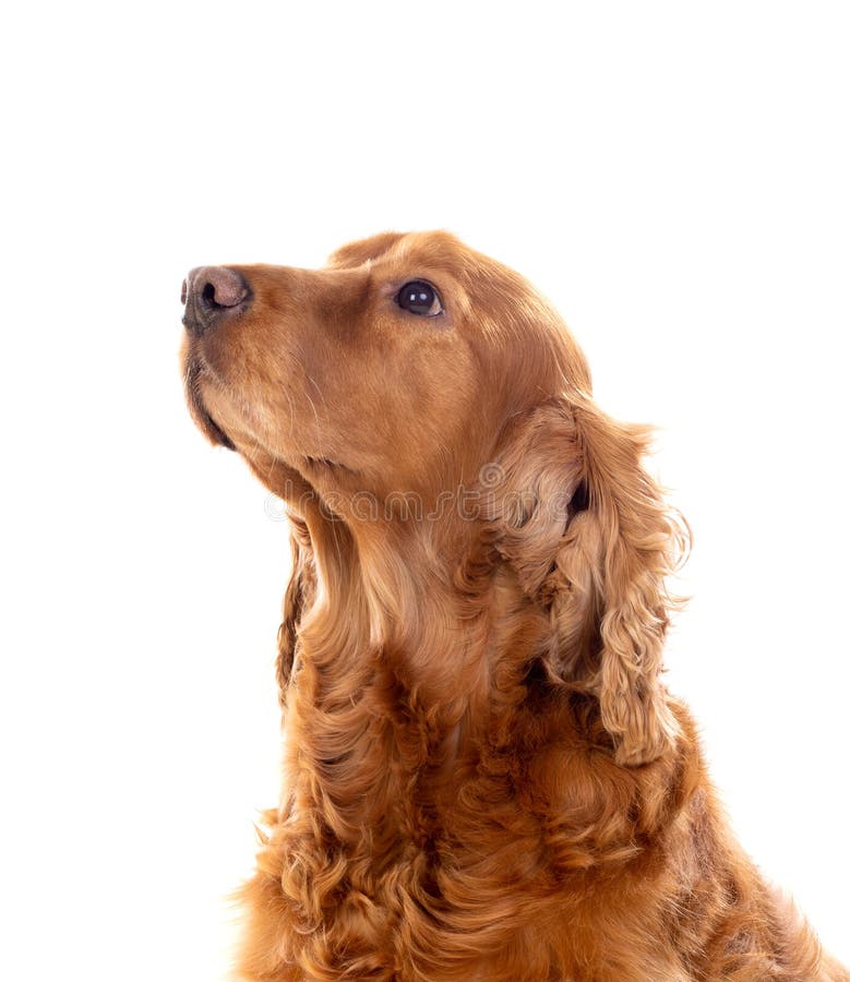 Adorable Cocker Spaniel royalty free stock images