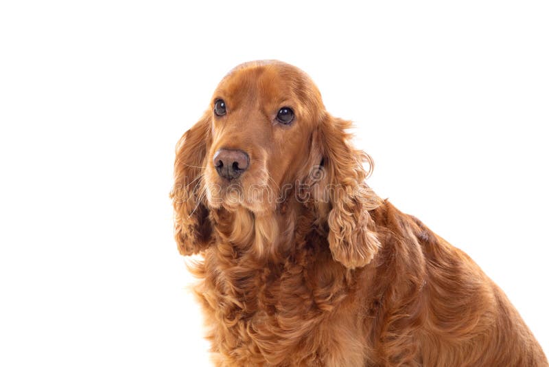 Adorable Cocker Spaniel stock photo