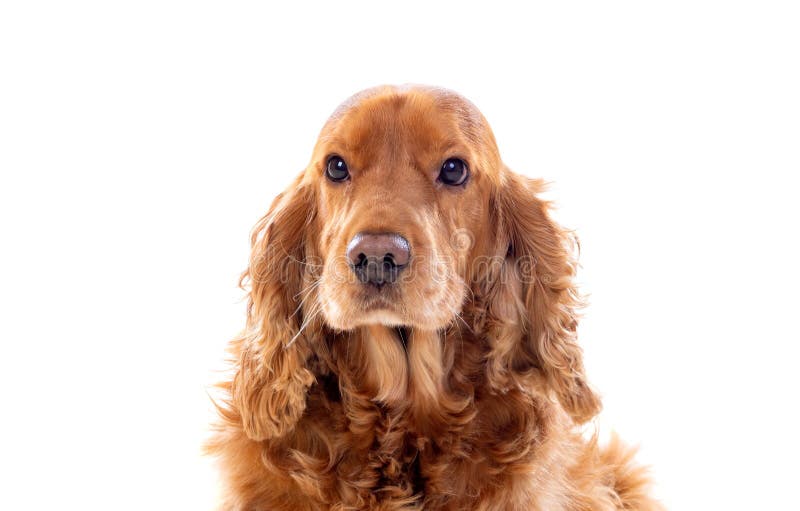 Adorable Cocker Spaniel stock photography
