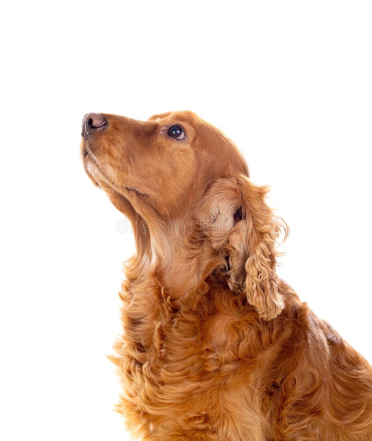 Adorable Cocker Spaniel royalty free stock images
