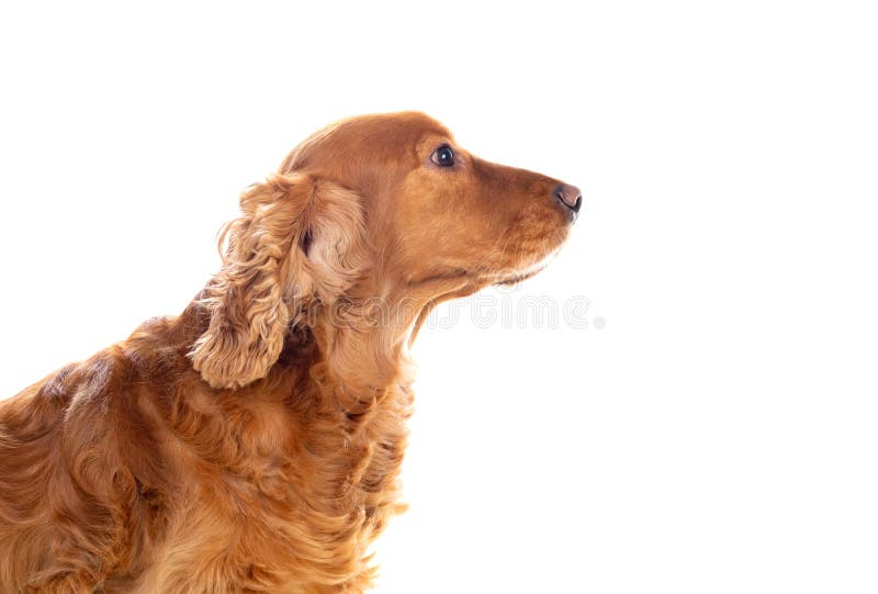 Adorable Cocker Spaniel stock photo