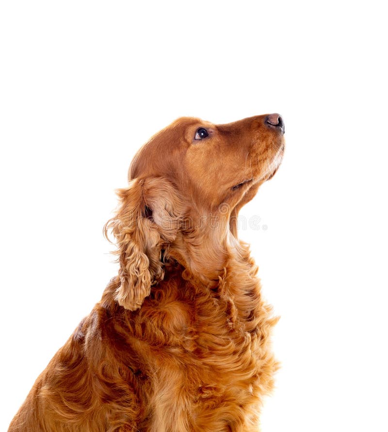 Adorable Cocker Spaniel stock image
