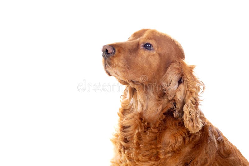 Adorable Cocker Spaniel stock images