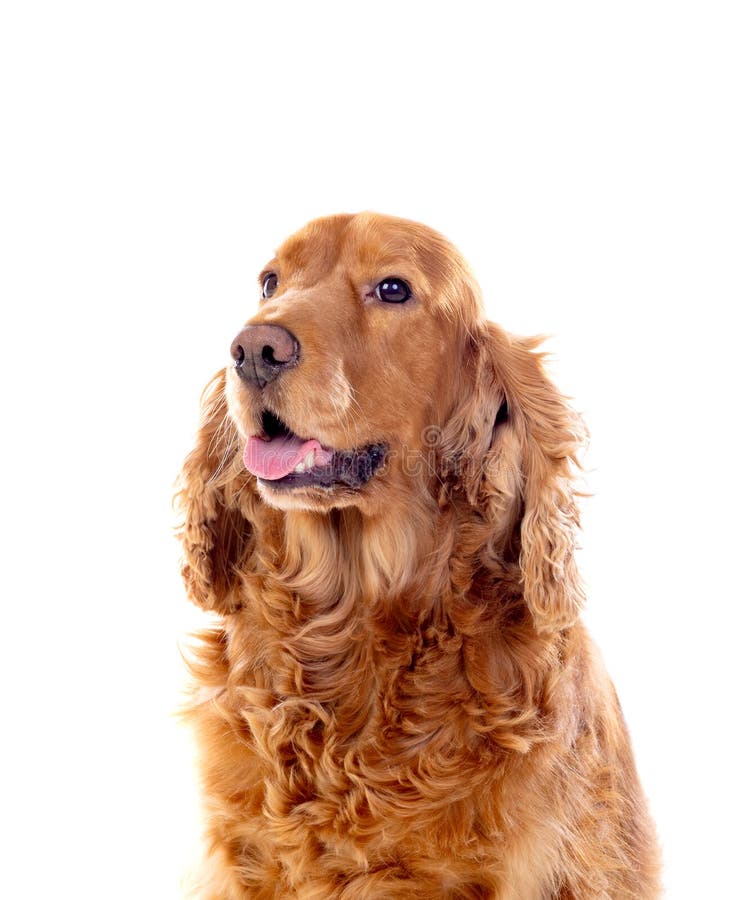 Adorable Cocker Spaniel stock photo