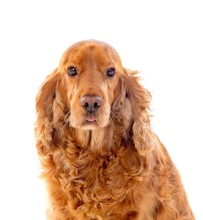 Adorable Cocker Spaniel stock image