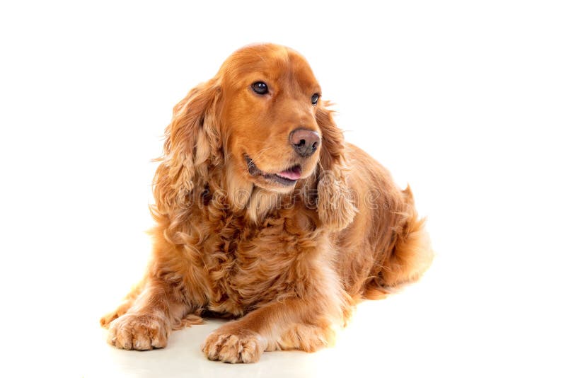 Adorable Cocker Spaniel stock photos