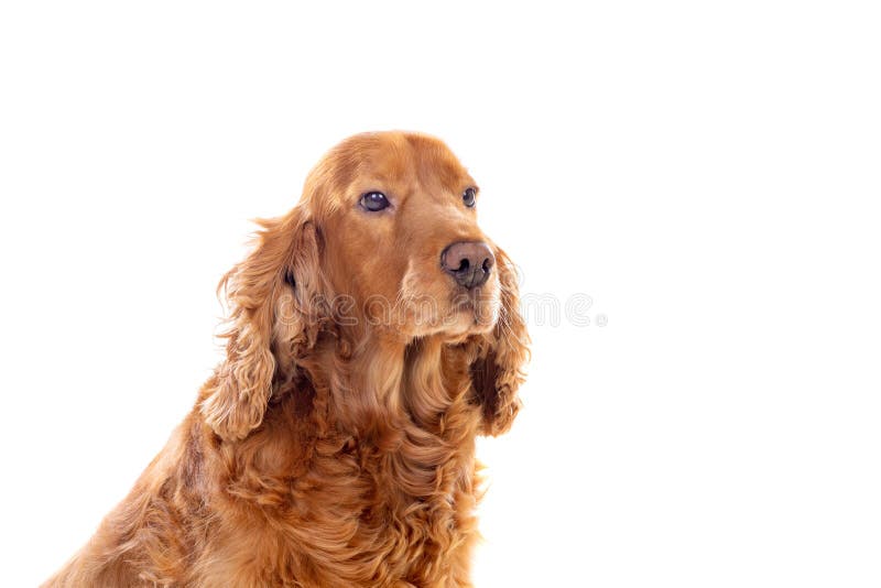 Adorable Cocker Spaniel stock photos