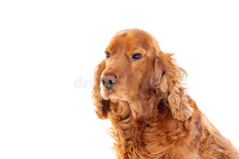 Adorable Cocker Spaniel stock photography