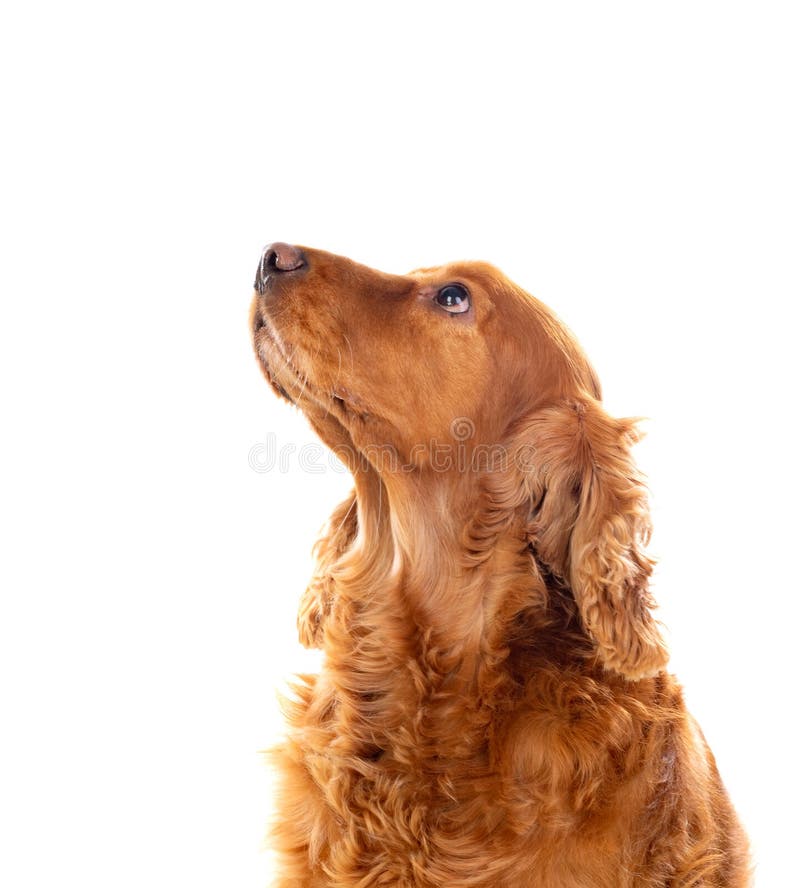 Adorable Cocker Spaniel royalty free stock photos