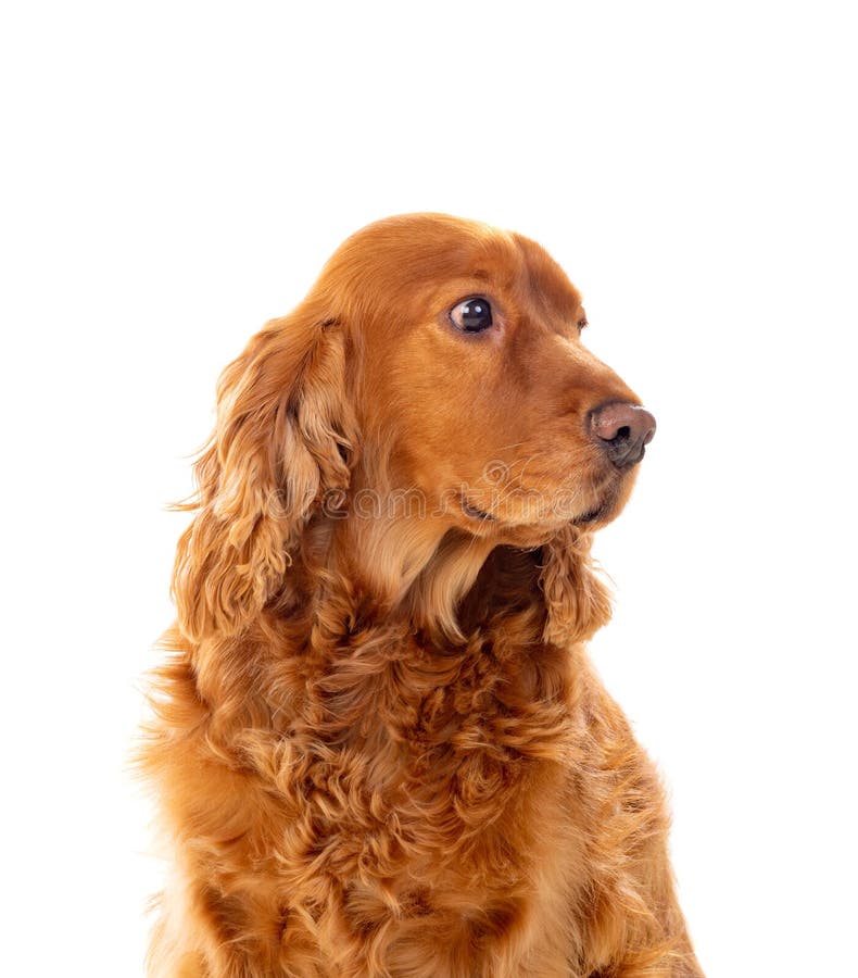Adorable Cocker Spaniel stock photo