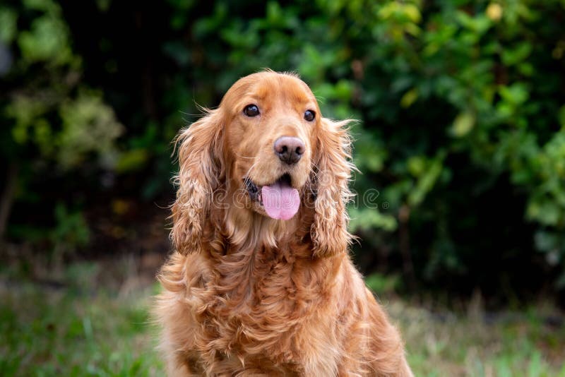 Adorable Cocker Spaniel outside royalty free stock photos