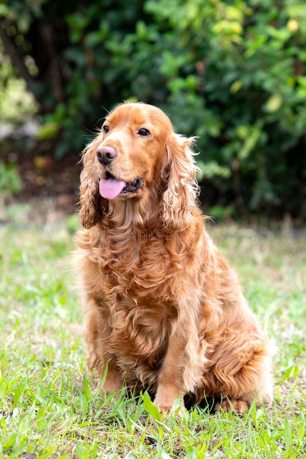 Adorable Cocker Spaniel outside royalty free stock images