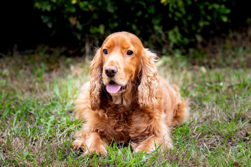 Adorable Cocker Spaniel outside stock images