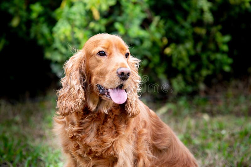 Adorable Cocker Spaniel outside stock image