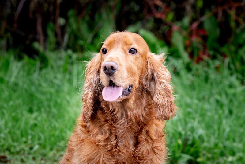 Adorable Cocker Spaniel outside royalty free stock images