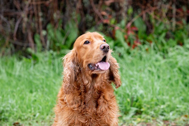 Adorable Cocker Spaniel outside stock photography