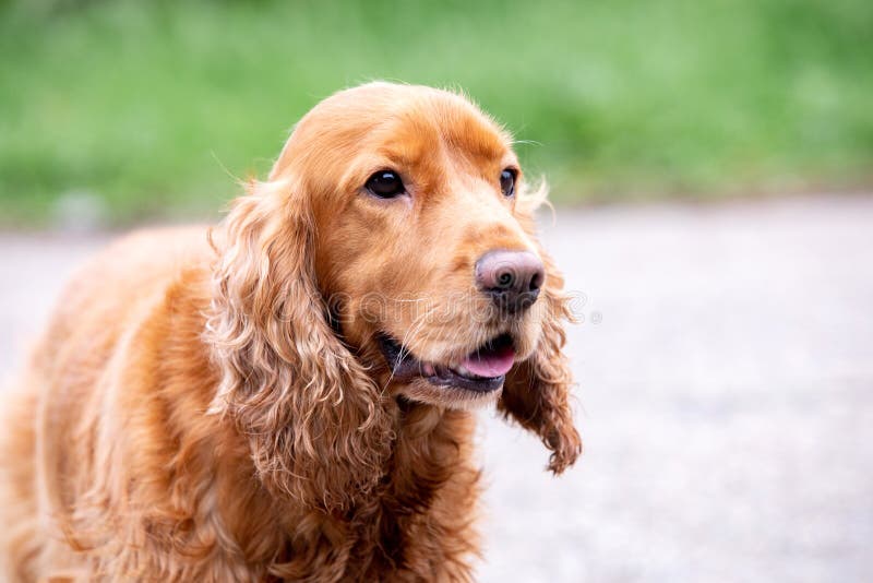 Adorable Cocker Spaniel outside stock photos