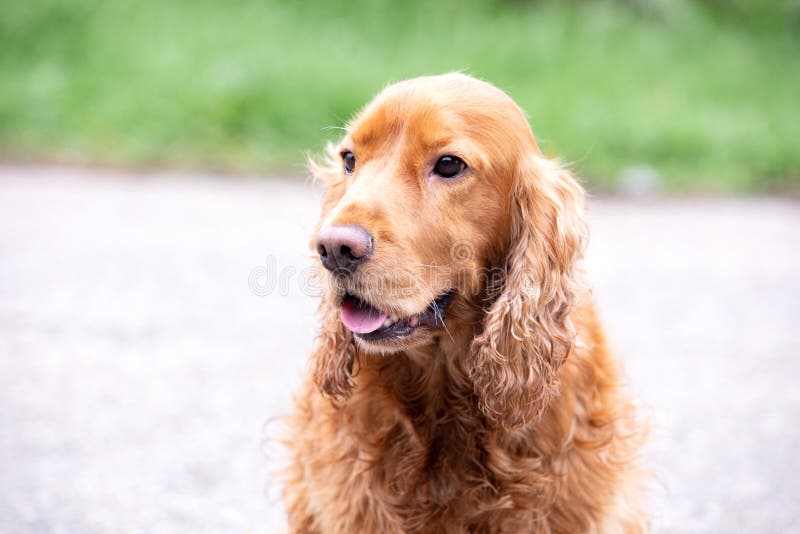 Adorable Cocker Spaniel outside royalty free stock image