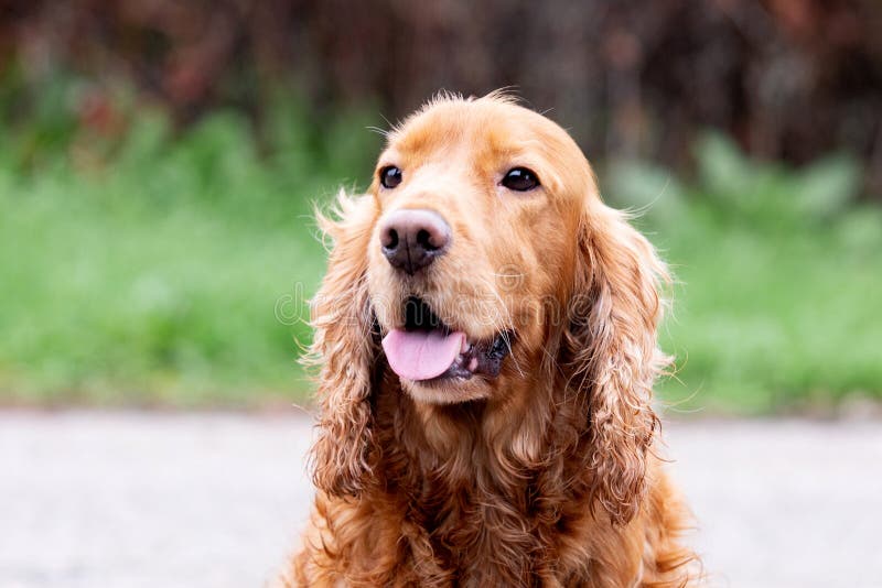 Adorable Cocker Spaniel outside royalty free stock image
