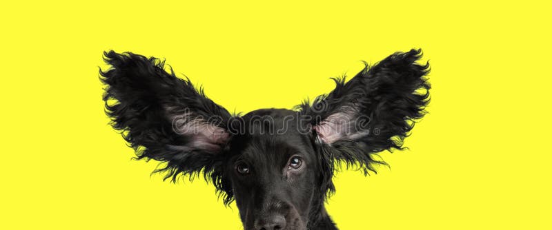 Adorable cocker spaniel puppy opening ears and being ready to fly stock images