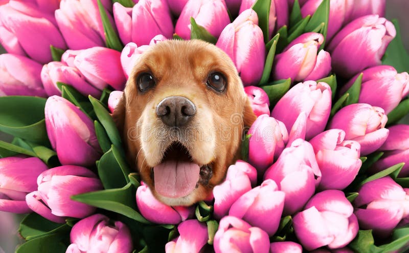 Adorable Cocker Spaniel surrounded by beautiful tulips. Spring mood stock photography