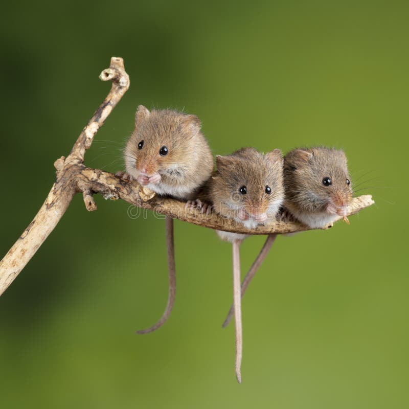 ADorable and Cute harvest mice micromys minutus on wooden stick with neutral green background in nature