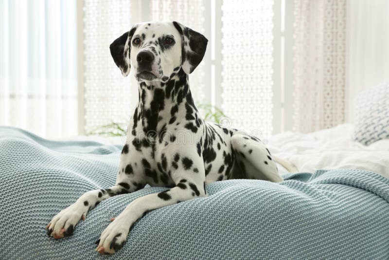 Adorable Dalmatian Dog Lying on Bed Indoors Stock Image Image of