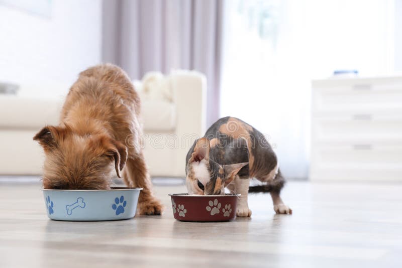 Adorable dog and cat eating pet food together. Friends forever