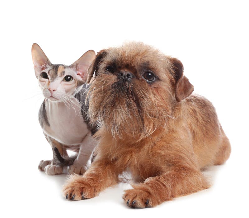 Adorable Dog And Cat Together. Friends Forever Stock Image Image of
