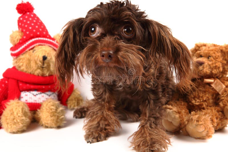 Adorable Dog among the Christmas Bears